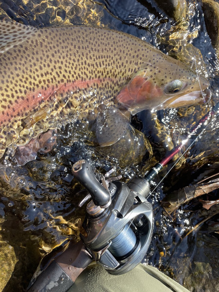 tanakacraft2021's tweet image. 今日の川んぽ
超小規模河川でもミノーで出るようになって来て春らしくなって来ましたな。

#fishman
#bkk
#yamatoyo