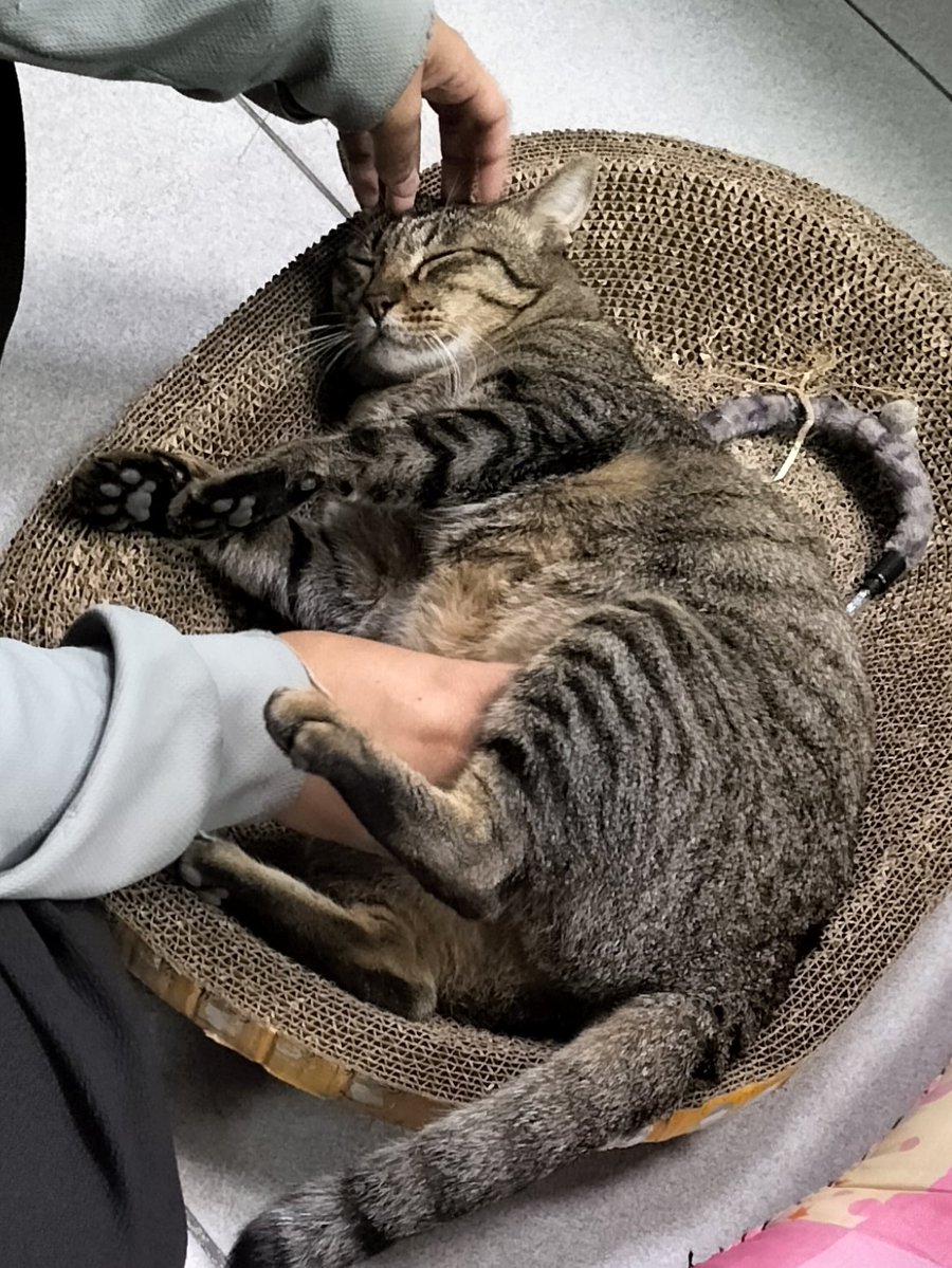 SemaSema | Pngtuder 💜⭐🌷 tweet media