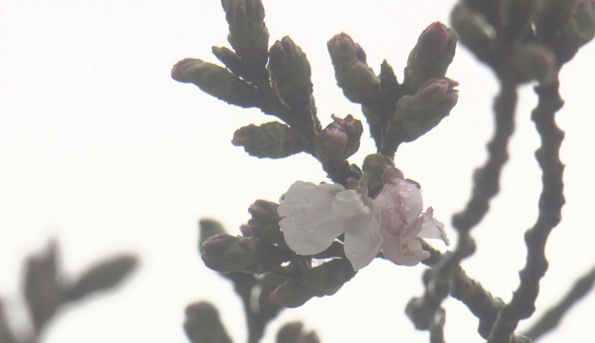 [再掲]高松地方気象台は今日午前、高松で桜が開花したと発表しました。
