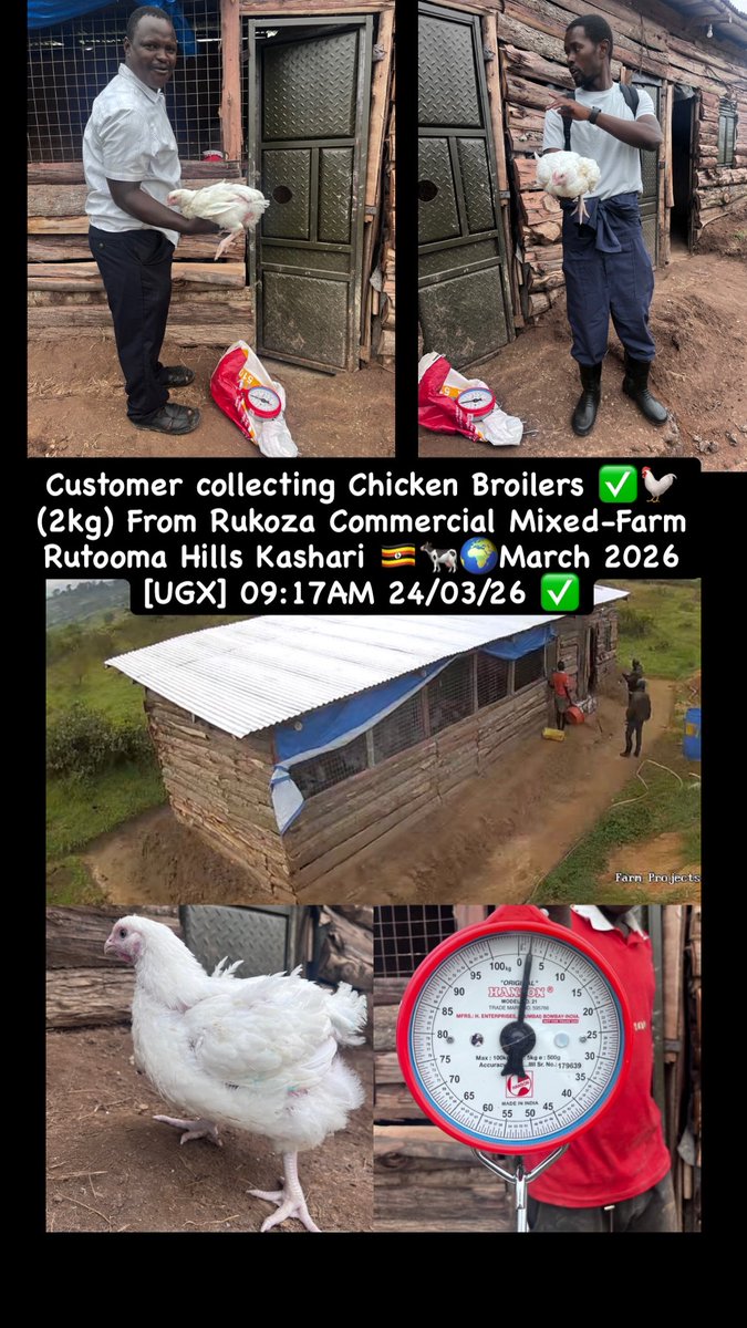 JRukoza's tweet photo. Customer collecting Chicken Broilers ✅🐓 (2kg) From Rukoza Commercial Mixed-Farm Rutooma Hills Kashari 🇺🇬🐄🌍March 2026 [UGX] 09:17AM 24/03/26 ✅ https://t.co/3vTShg6d9J