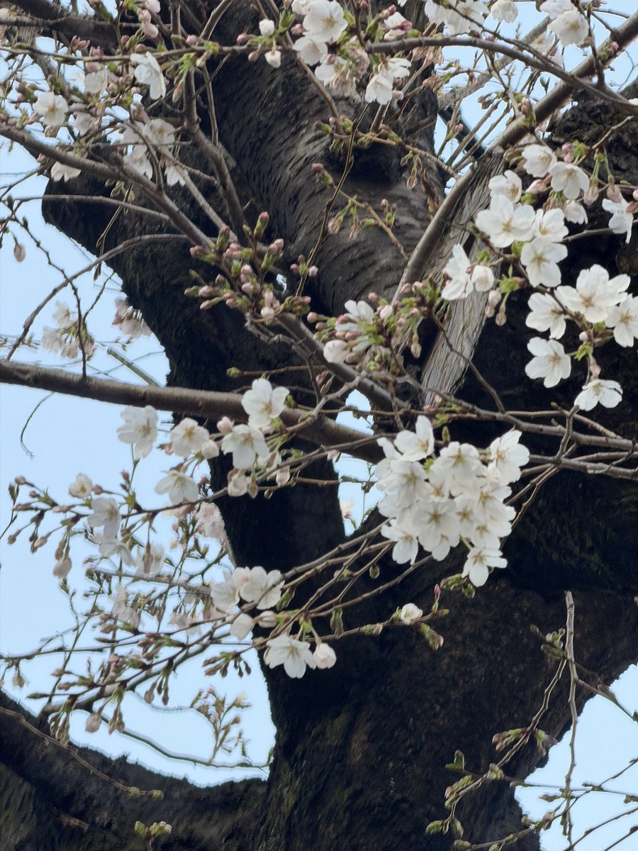 伊藤さくら@6/20バースデーワンマン！ tweet media