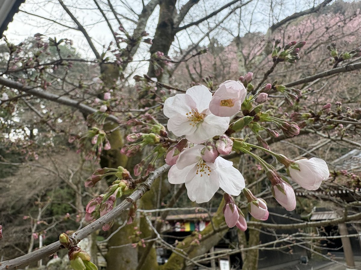 べんべん tweet media