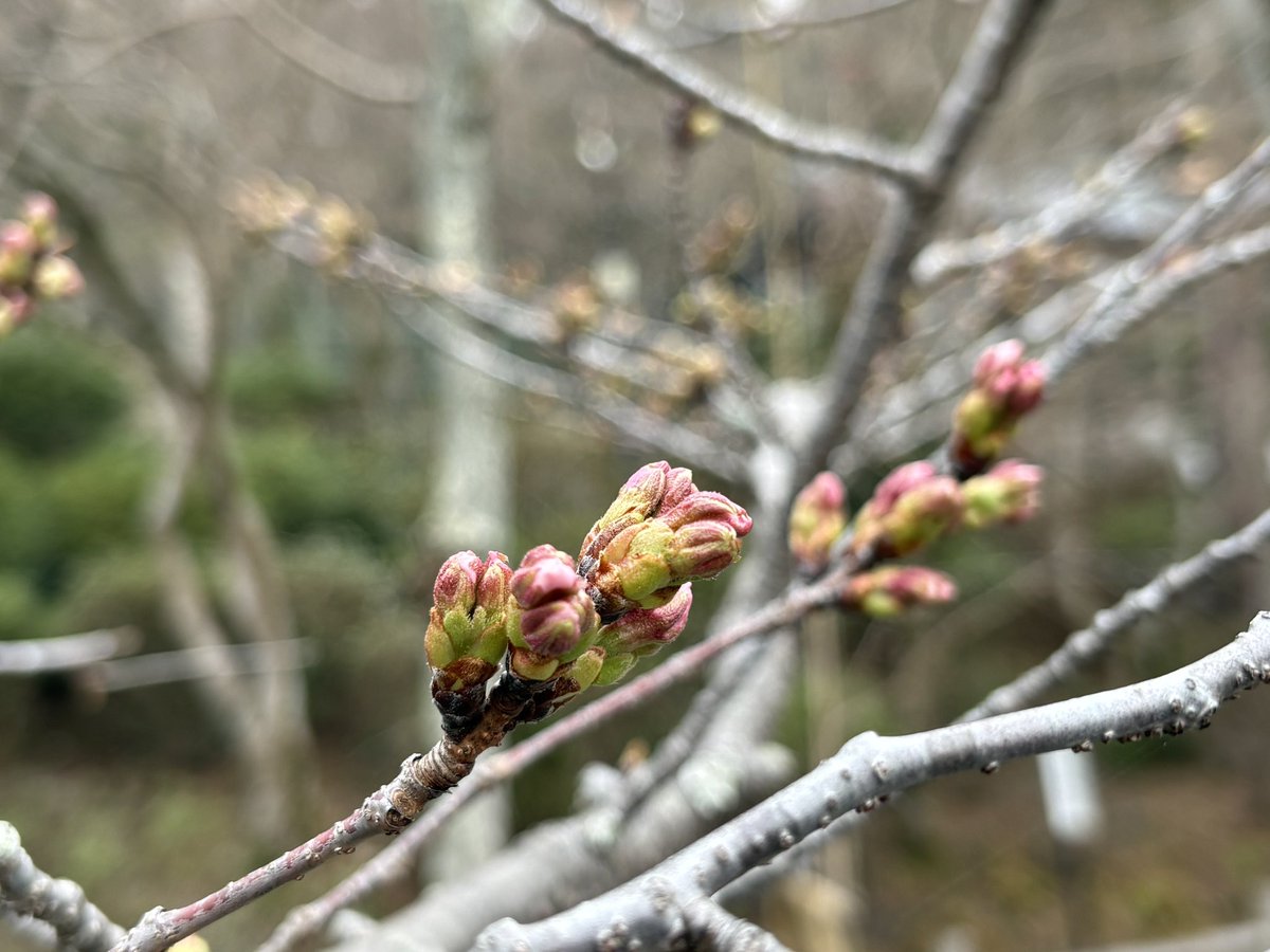 べんべん tweet media