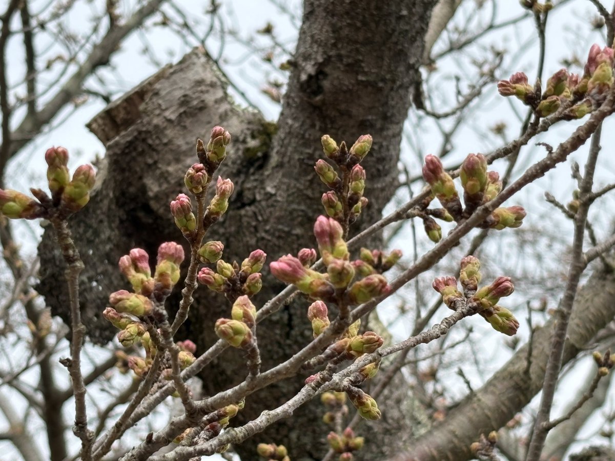 べんべん tweet media