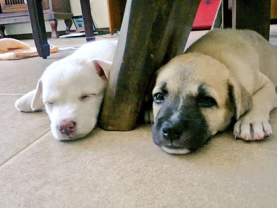 まーさん@フィリピン tweet media