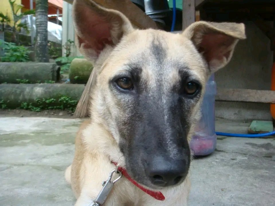 まーさん@フィリピン tweet media