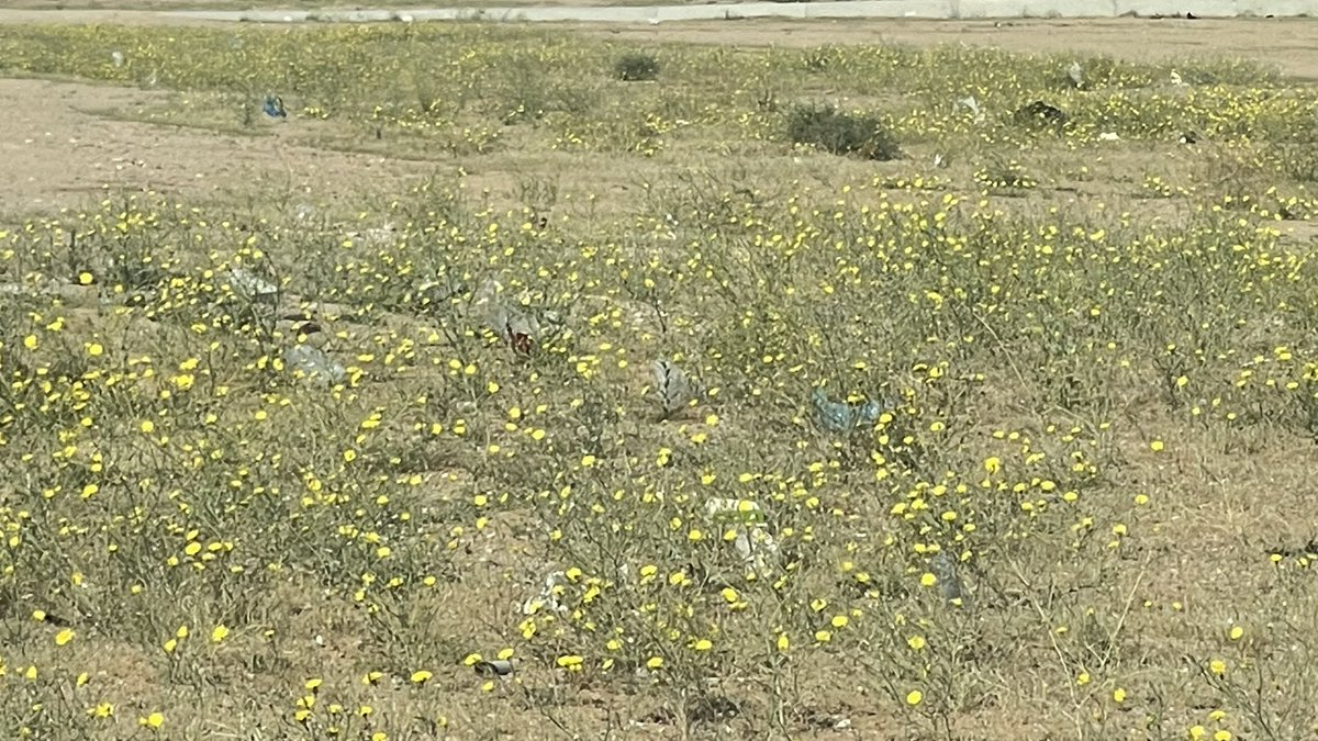 عامرالحارثي tweet media