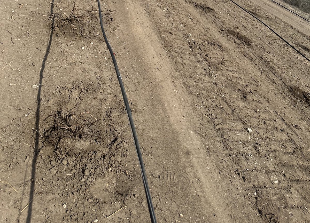 🌴🐸 The Story Teller tweet media