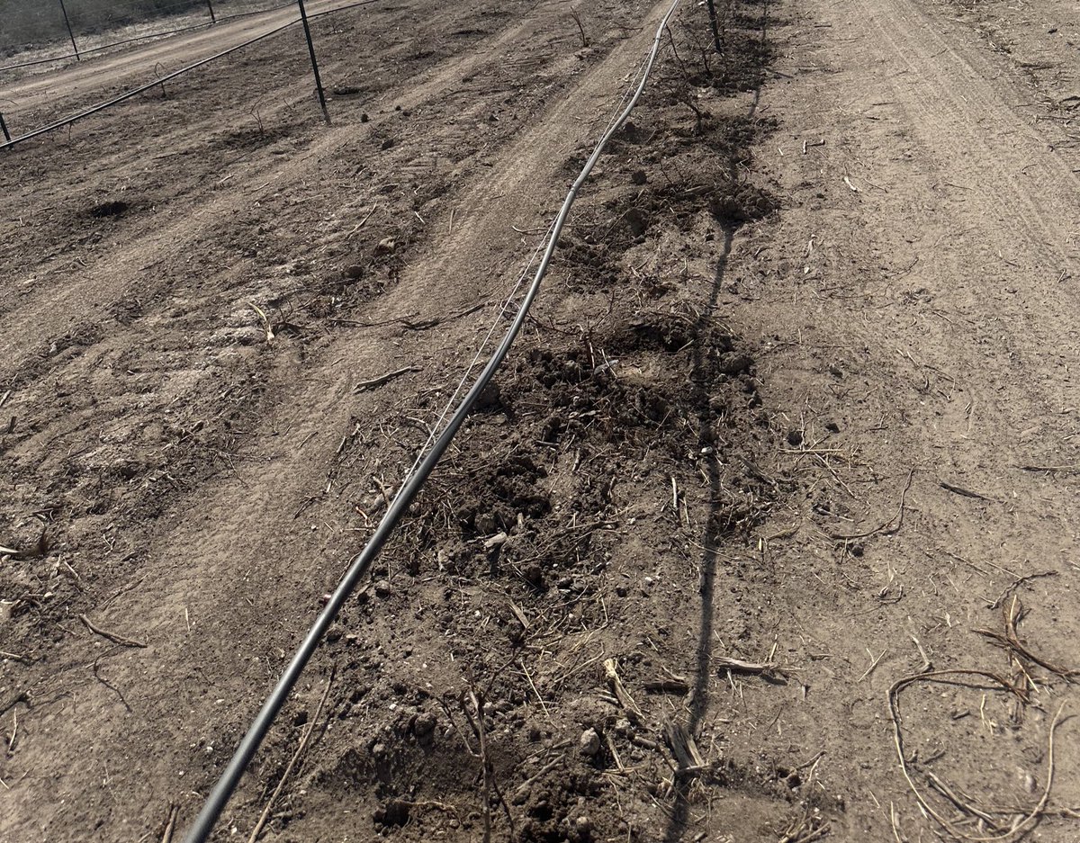 🌴🐸 The Story Teller tweet media