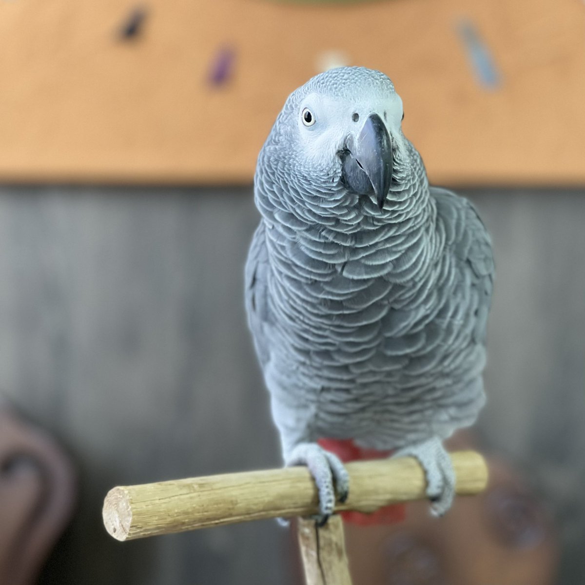 parrot_freak's tweet photo. 定休日の☕️オウムカフェ
ヨウムのガロくん、 カキカキ大好きでおねだり上手。
つい手が止まりますが、 これから🧹店内清掃始めます。

#ヨウム #greyparrot  #鳥と暮らす #parrotlover #birdcafe https://t.co/rgfy05eUNO