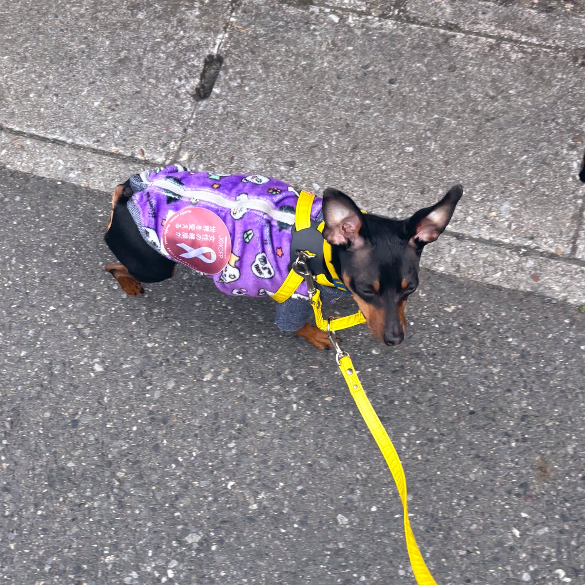 薔薇子™ tweet media