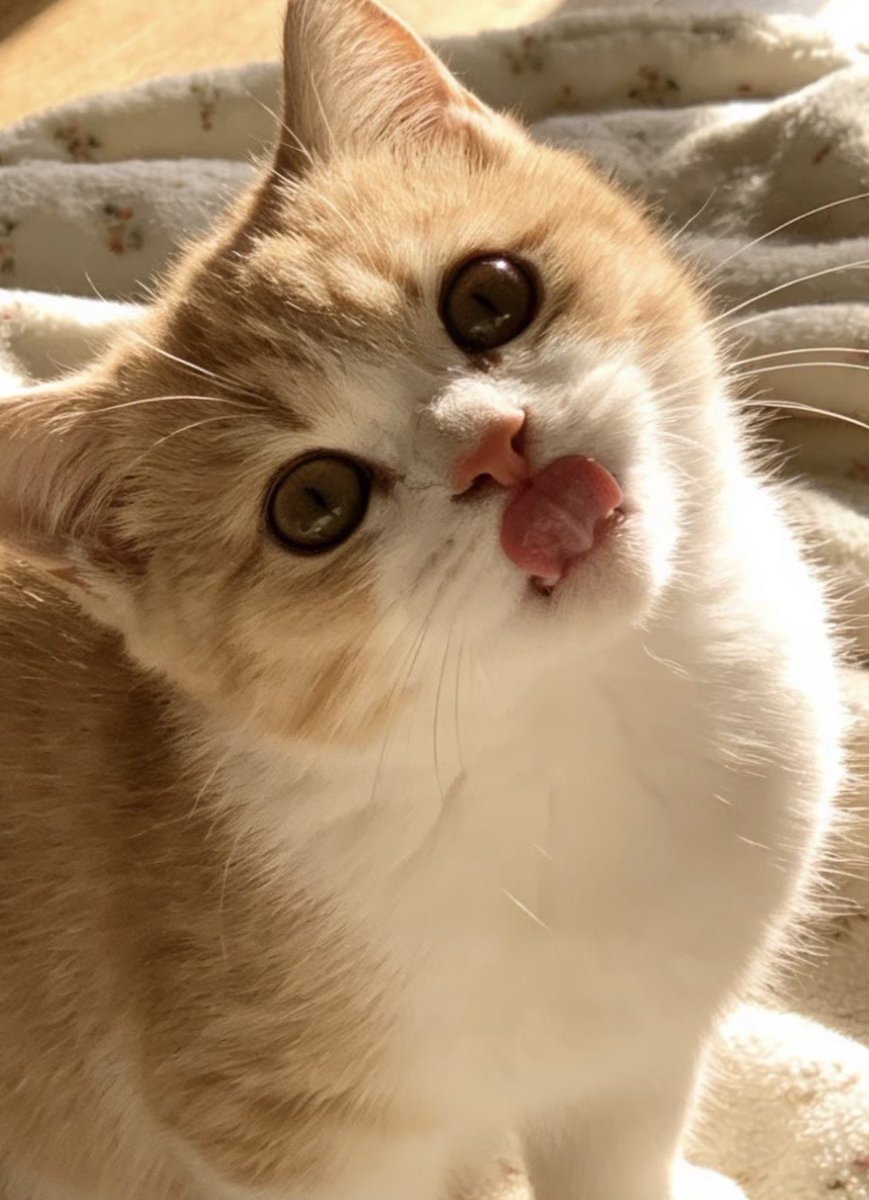 YU1014MI's tweet photo. とても可愛い子猫ですね。 https://t.co/JULrqKrpWO