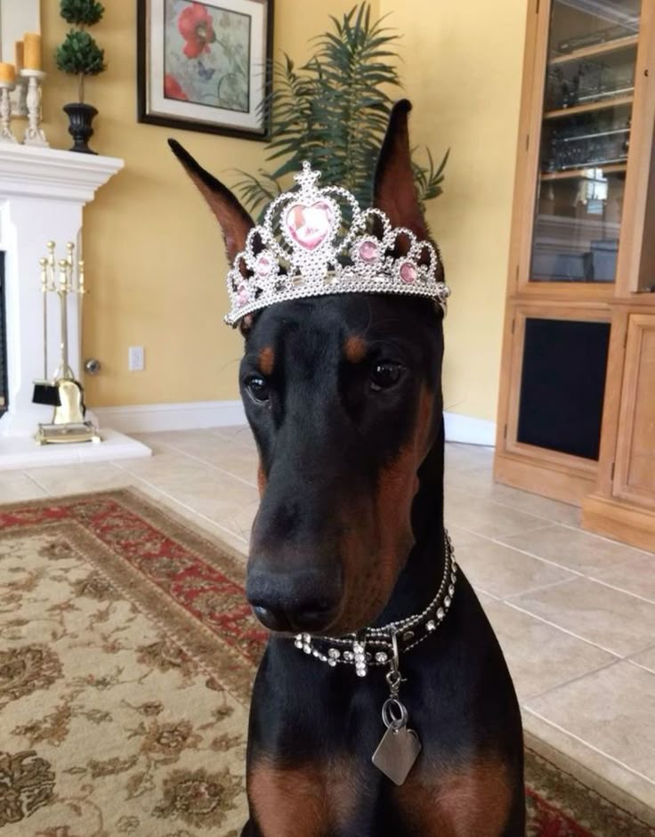 𝘾𝙊𝙊𝙋𝙀𝙍, eleɑnor tweet media