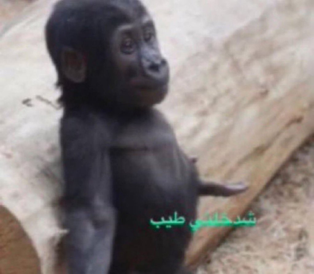 🇵🇹 عبدالله tweet media