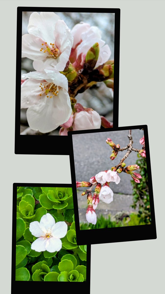 猫はネコ tweet media