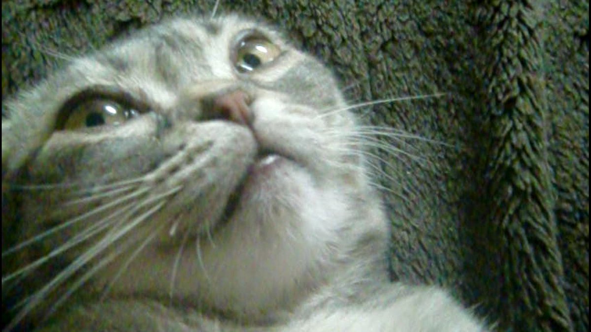 どら猫堂 tweet media