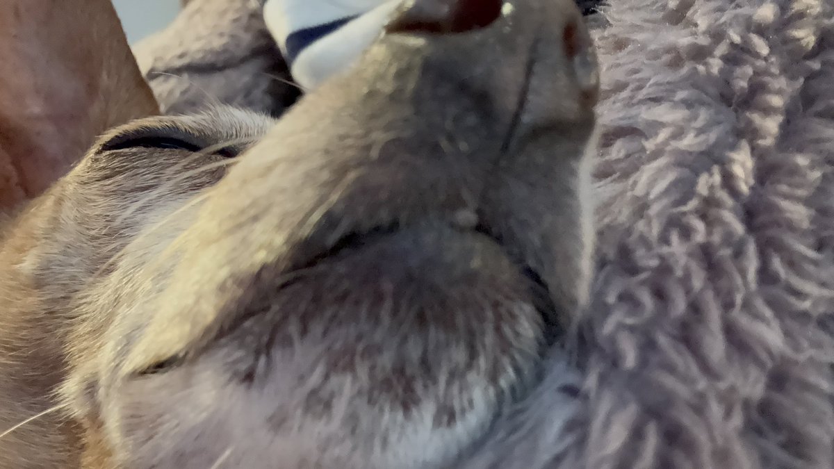 RUMKA （ルンカ）／光るリード／反射材／犬／公式／犬用品 tweet media