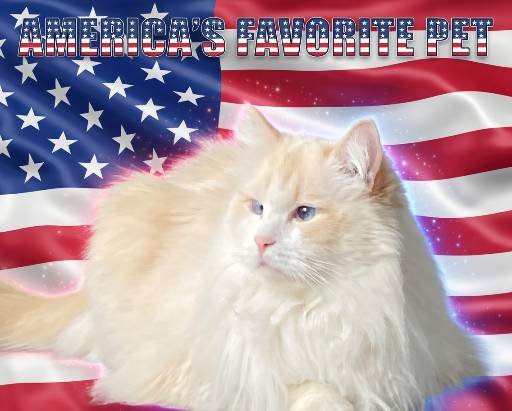 Asta👿 tweet media