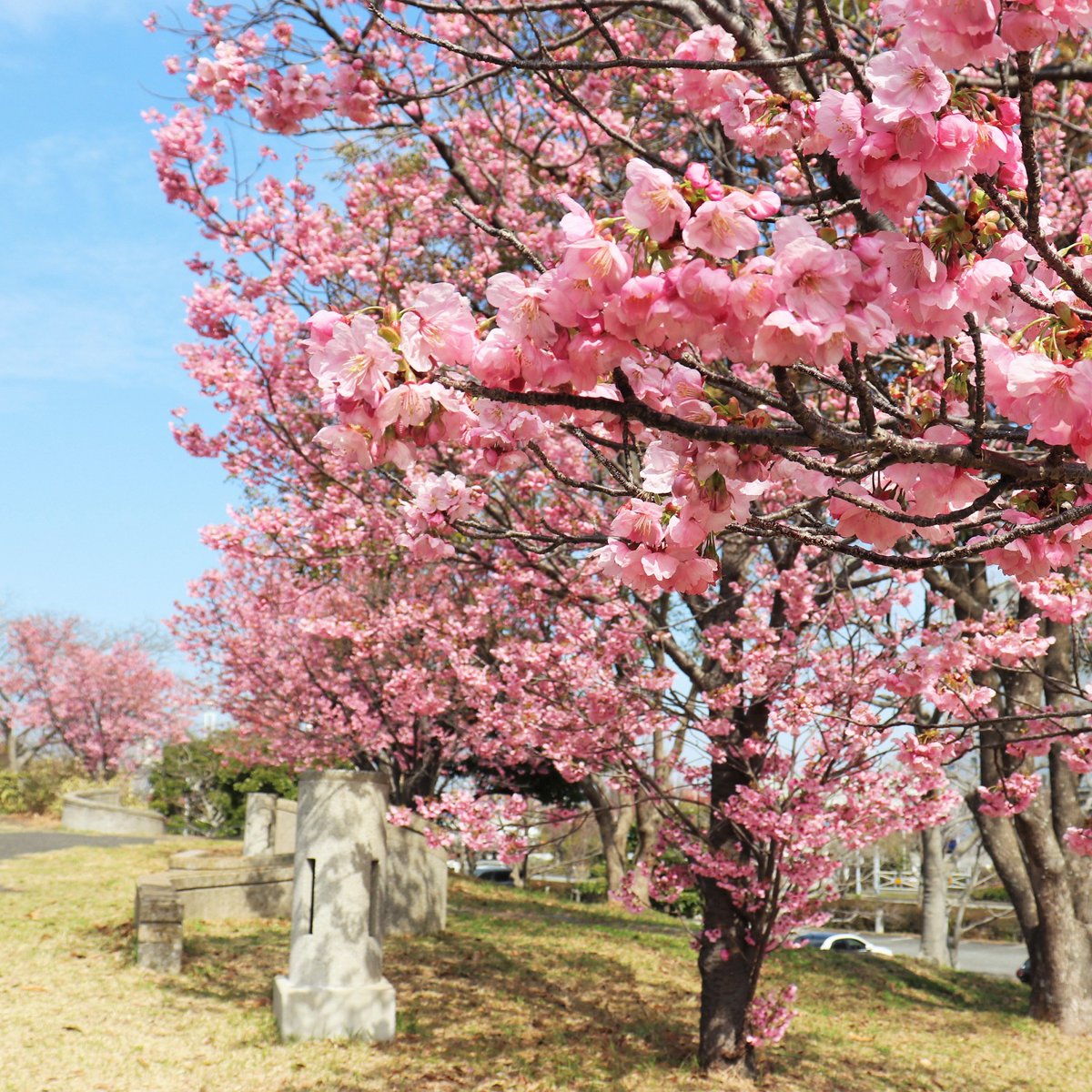 桜花