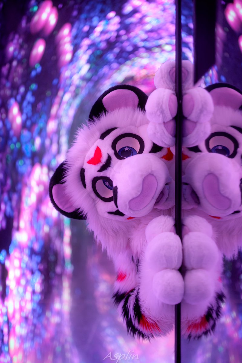 Furzy The White Tiger tweet media