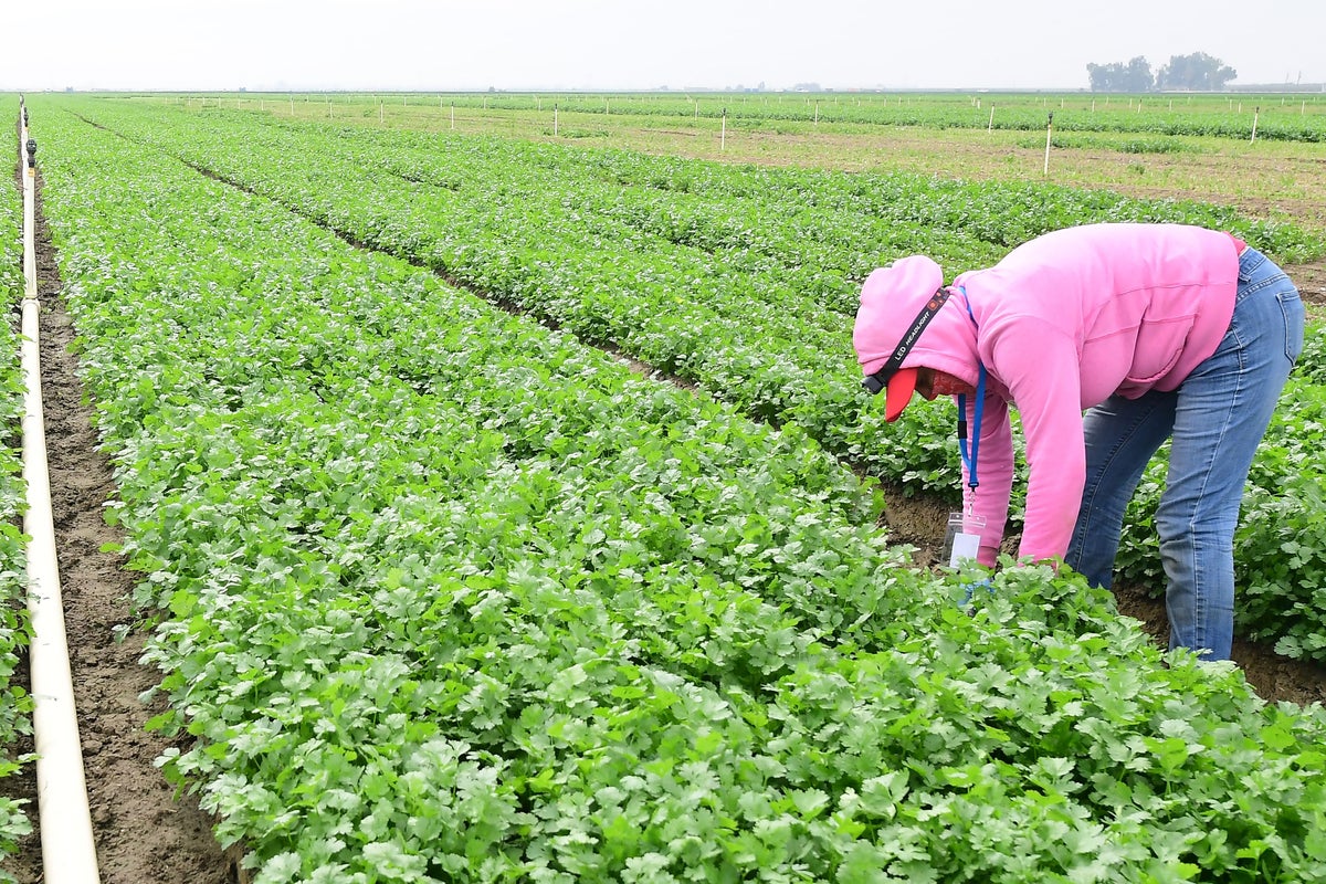 The Independent tweet media