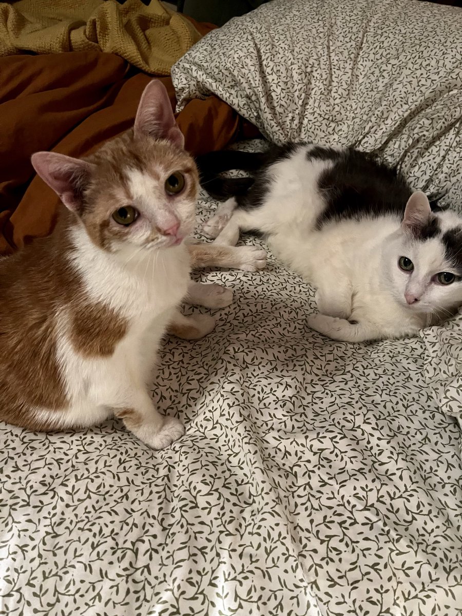 norberg & co tweet media