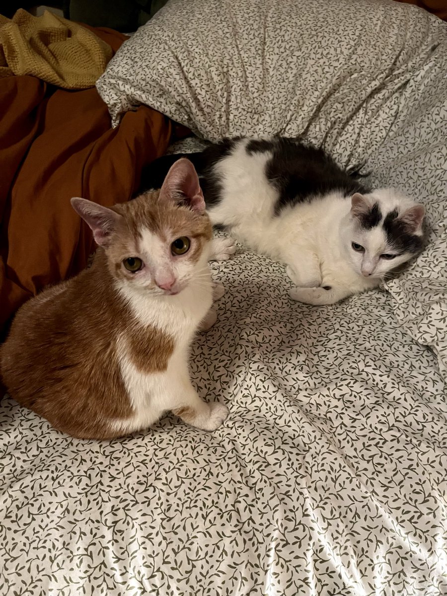 norberg & co tweet media