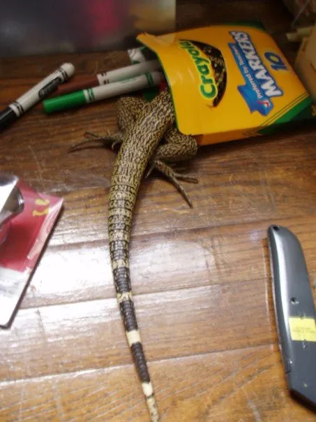 Also golden tegu from 20 years ago