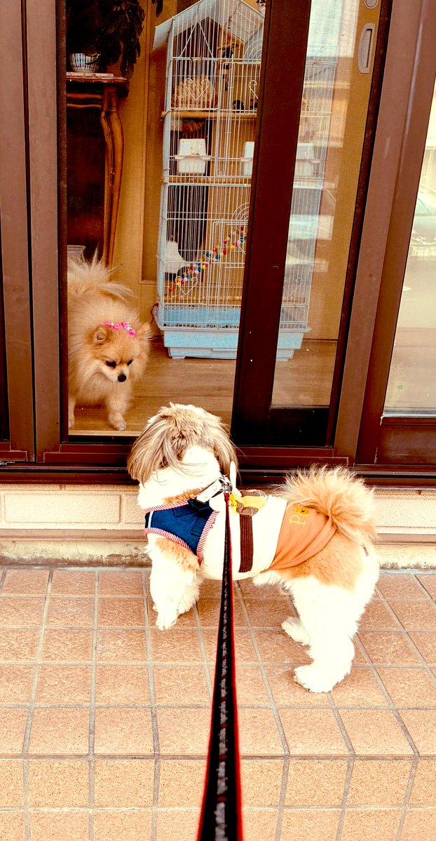 Warabe Show 童晶🇯🇵 tweet media