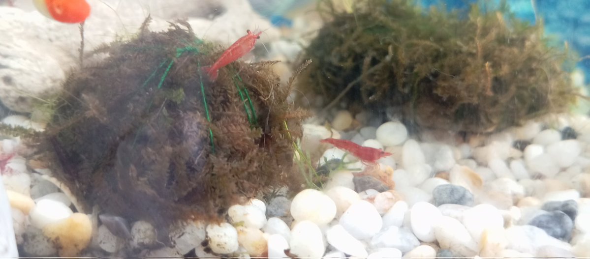 Khô gà ngon vãi l tweet media