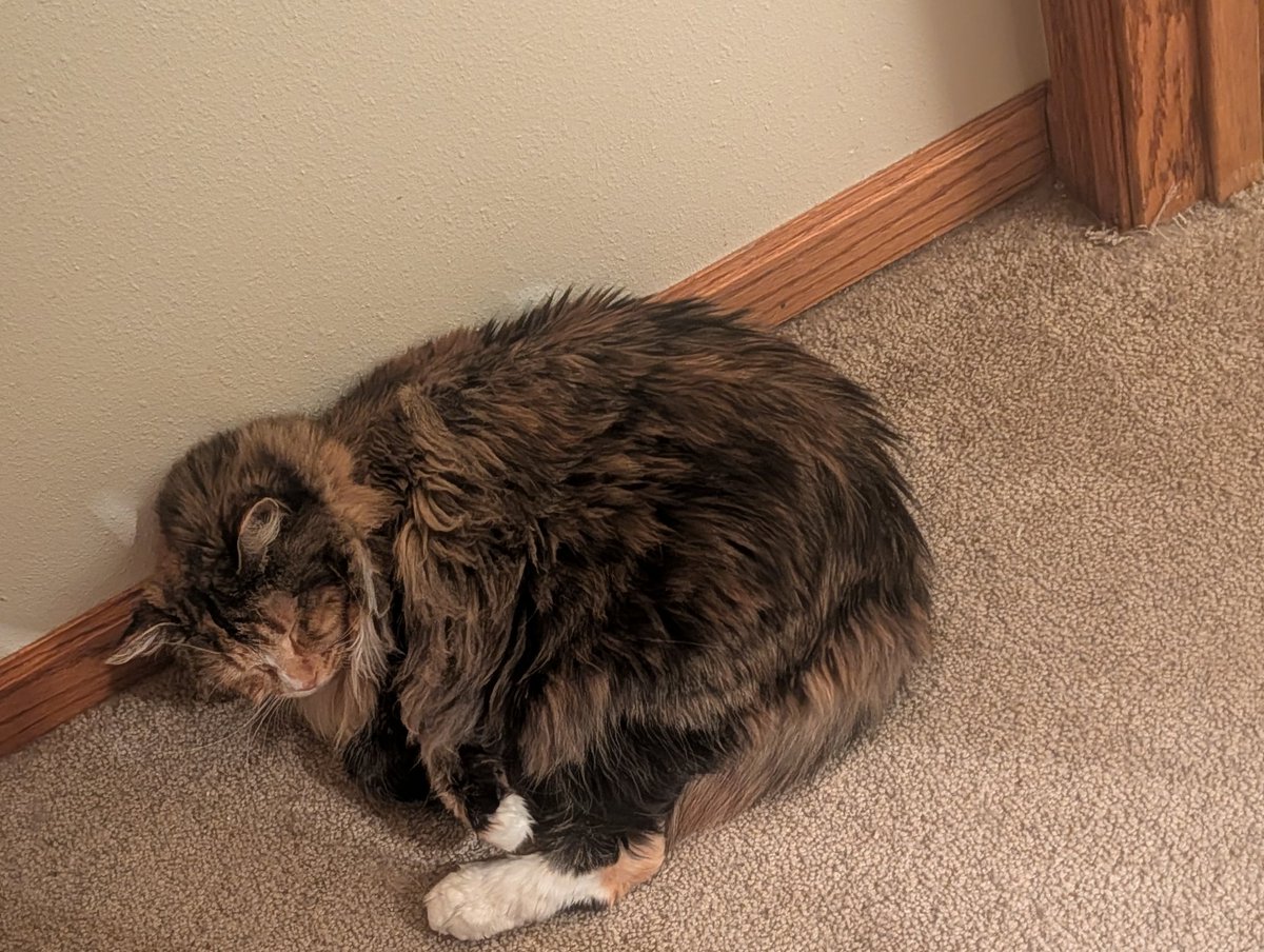 3 Beer Tillie tweet media