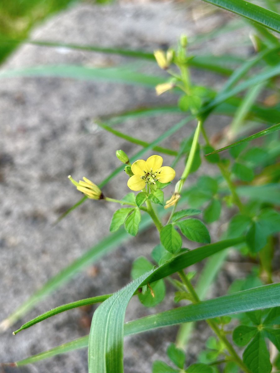 𓀍 𝐀𝐜𝐡𝐢𝐥𝐥𝐞𝐮𝐬 𓀍 tweet media