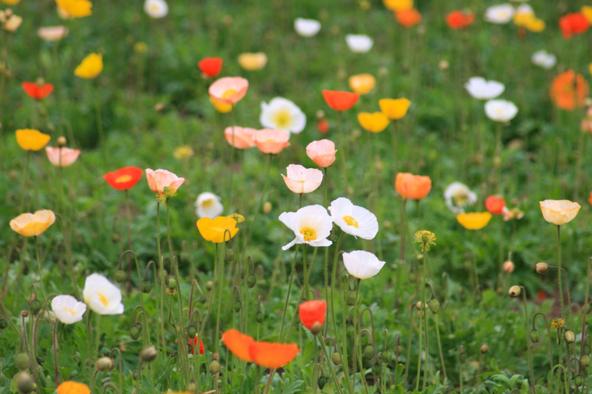 国営武蔵丘陵森林公園 tweet media