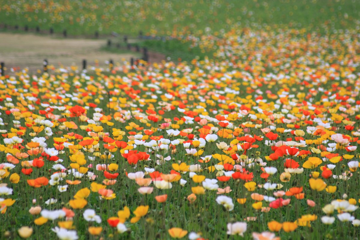 国営武蔵丘陵森林公園 tweet media