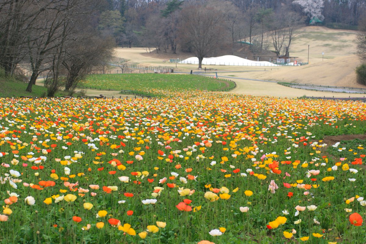 国営武蔵丘陵森林公園 tweet media