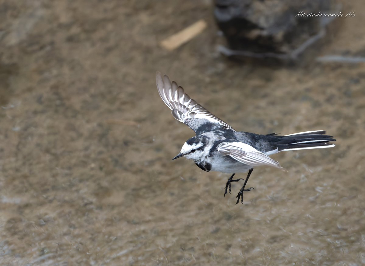 mm765【なむこ】-増田光俊- tweet media