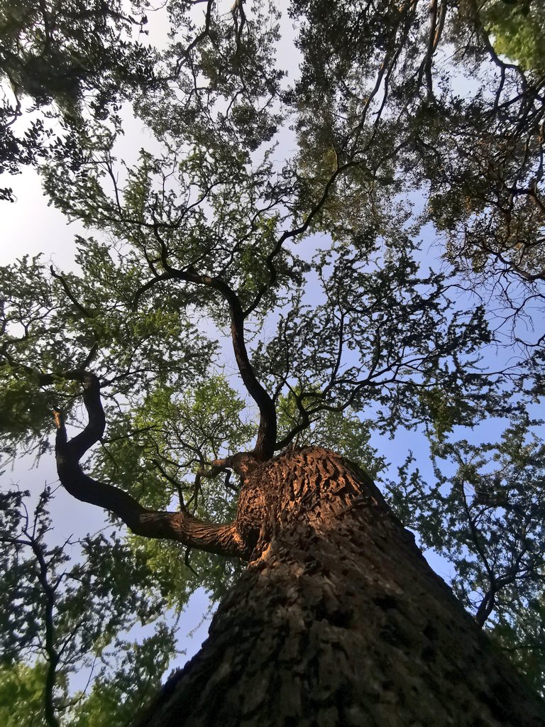 DelhiTrees tweet media