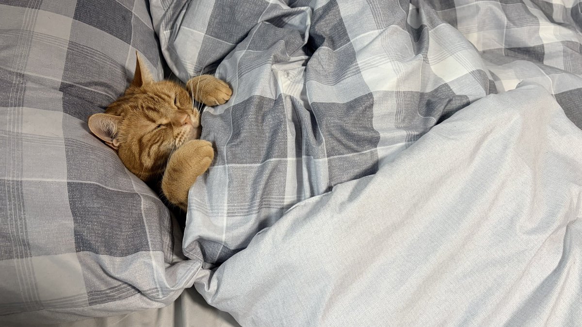 ねこちあ tweet media