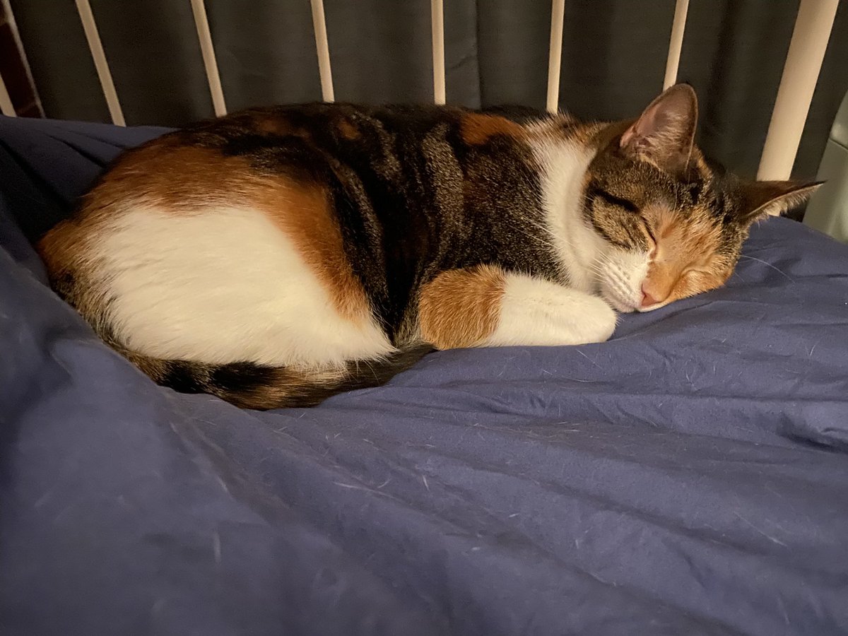 Ejay und Belle 💜💚🐾 tweet media