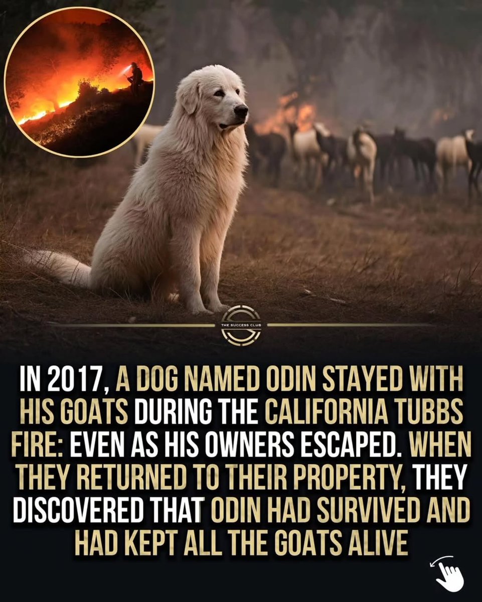 Doggy Mix Daily tweet media