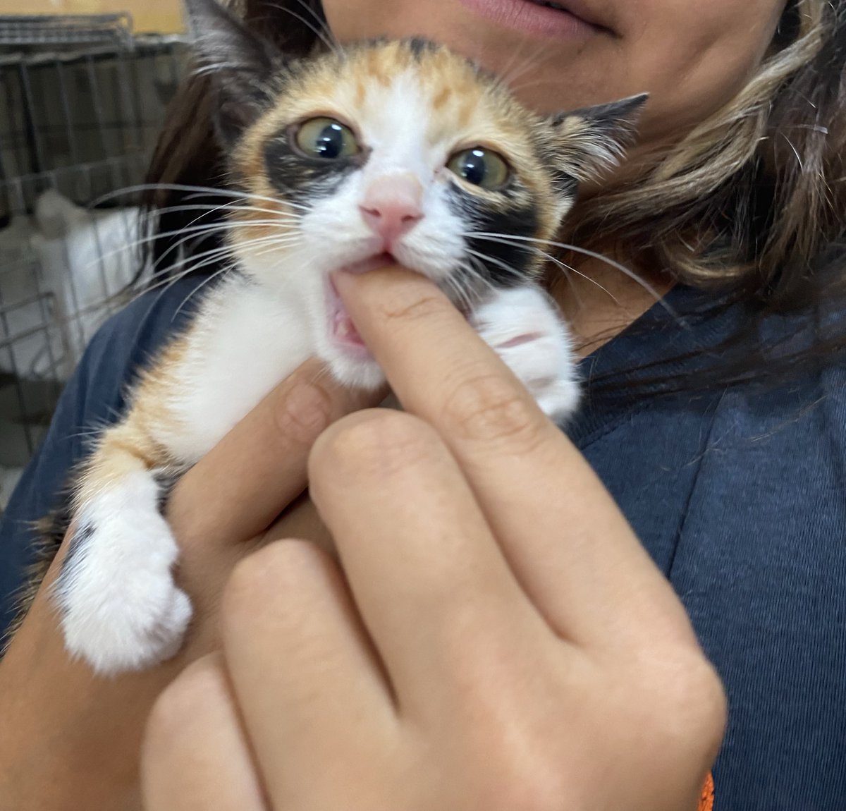 Soi Dog Adoptions tweet media