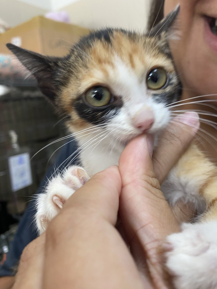 Soi Dog Adoptions tweet media