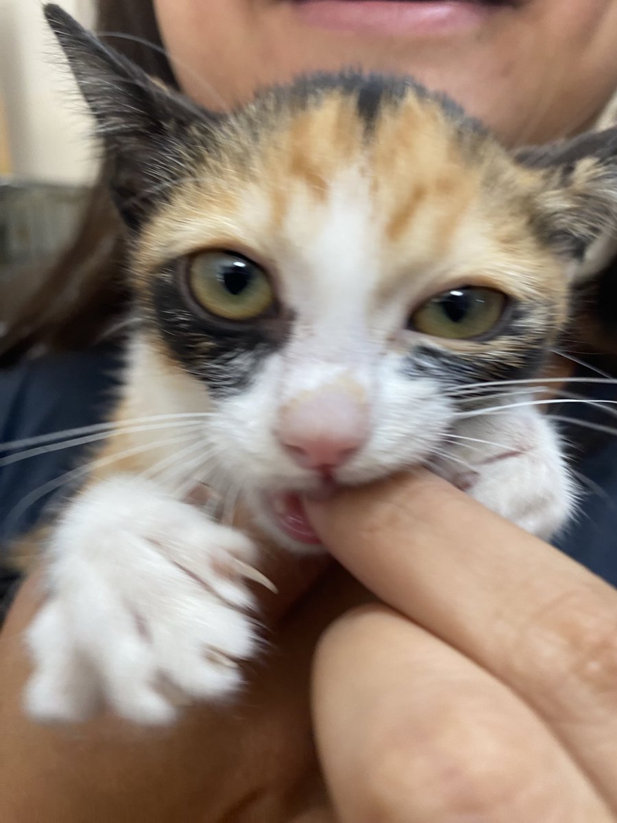 Soi Dog Adoptions tweet media