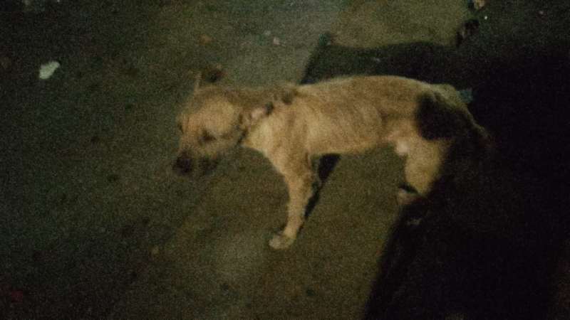 Lyss 🇸🇻 tweet media