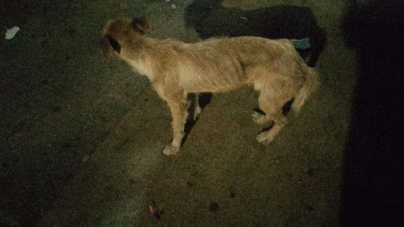 Lyss 🇸🇻 tweet media