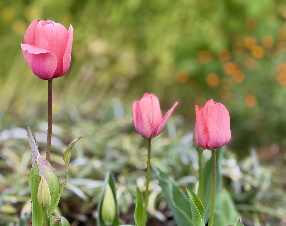 ユキ♪3/1東京マラソン tweet media