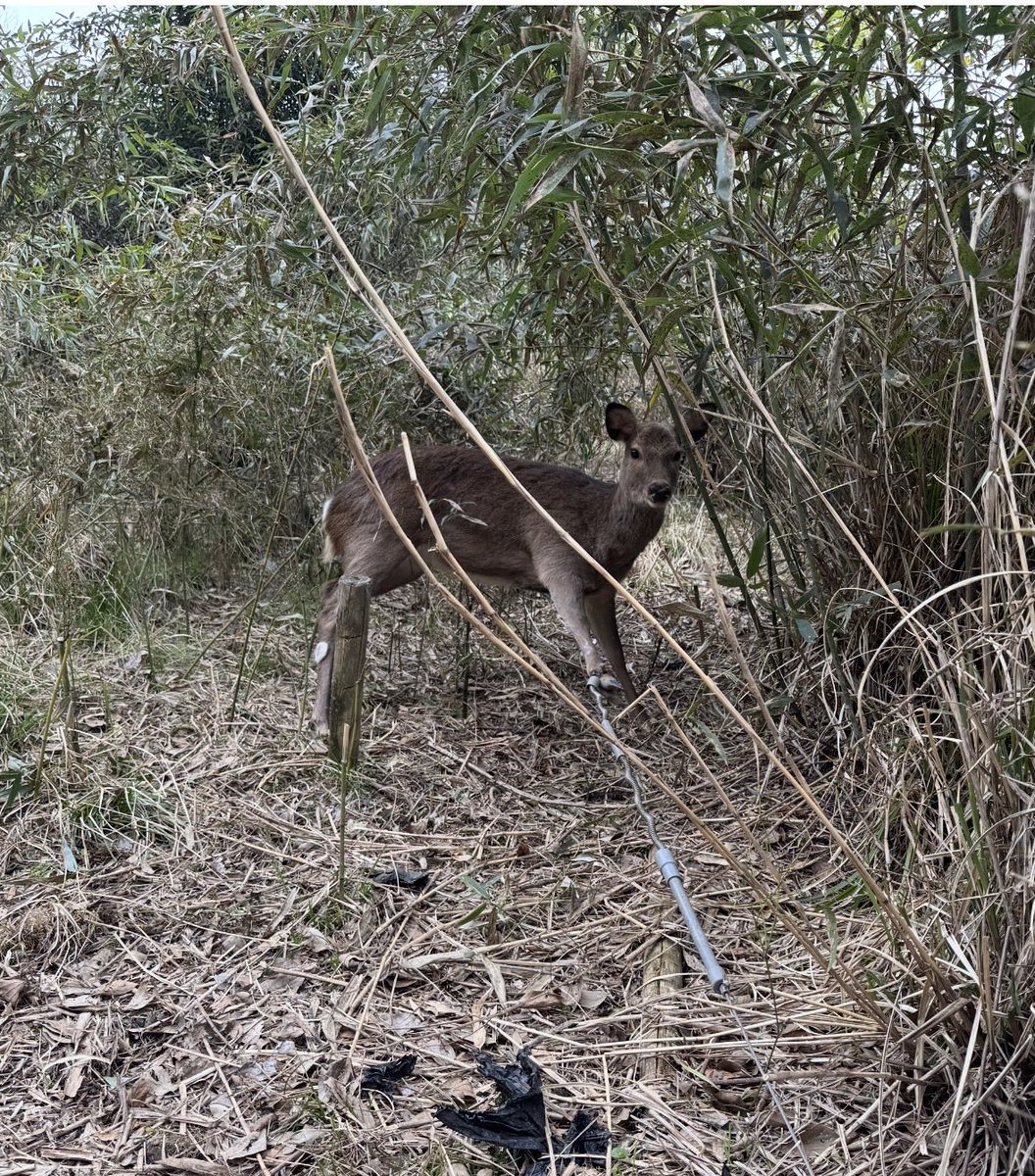 猟師工房のおじさん tweet media