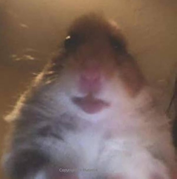 Demo🌸 tweet media