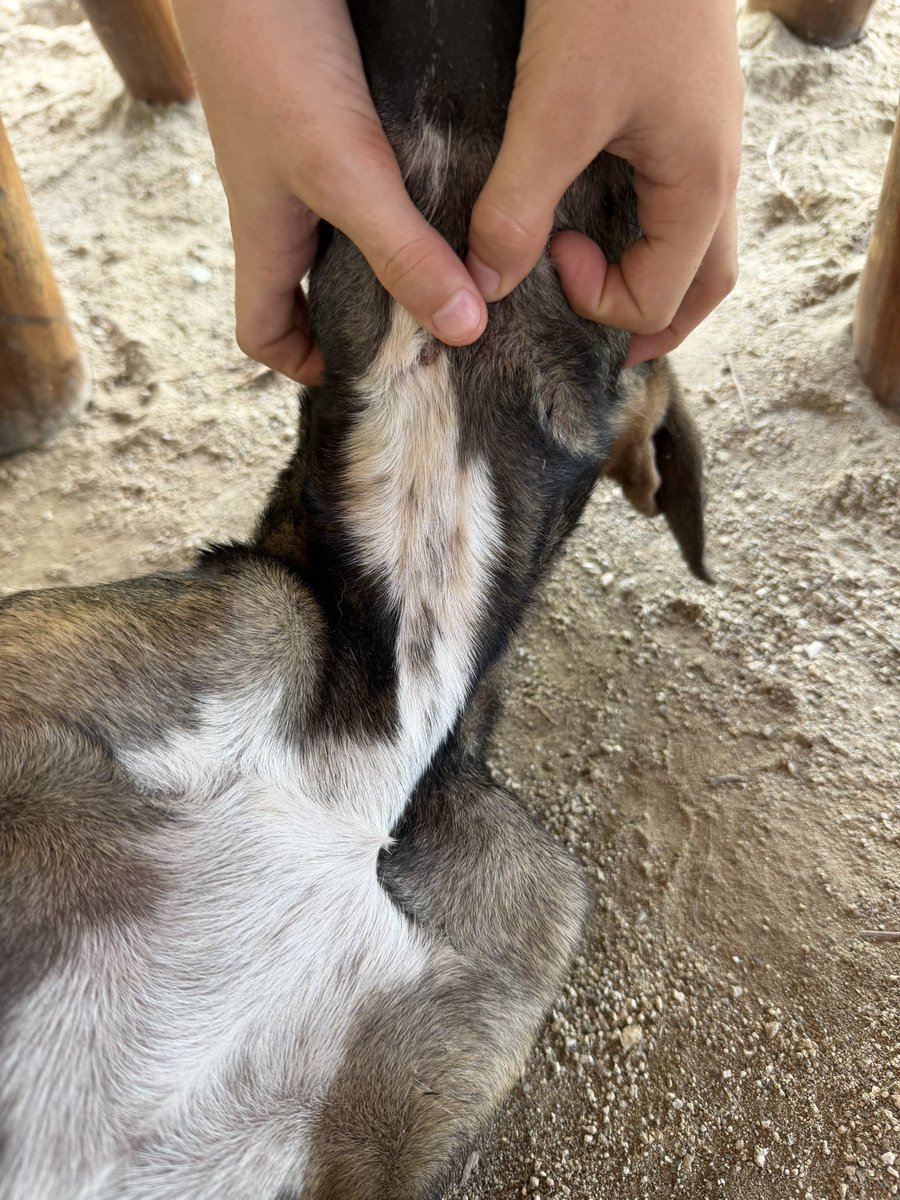 Ariane Bilheran Officiel tweet media