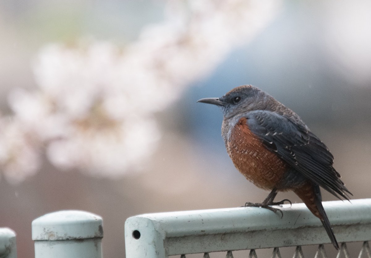 FukuShin tweet media